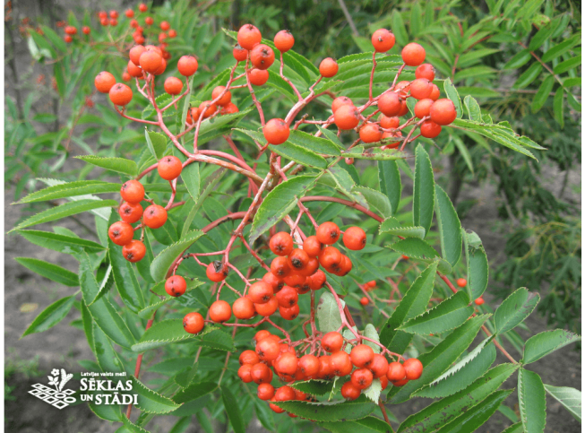 Sorbus americana